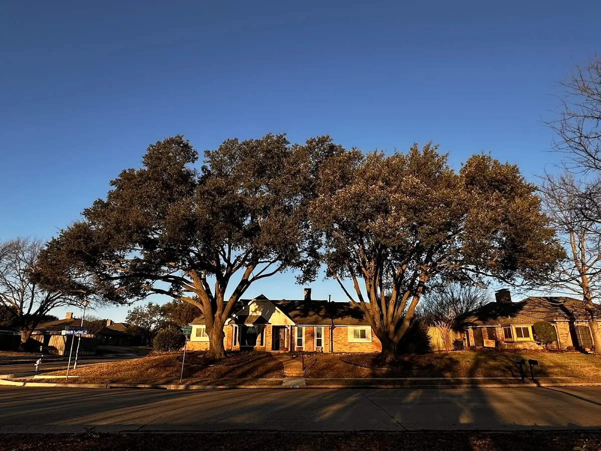 Established residential canopy tree shading a home in Atwater